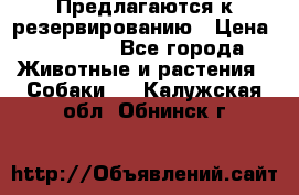 Предлагаются к резервированию › Цена ­ 16 000 - Все города Животные и растения » Собаки   . Калужская обл.,Обнинск г.